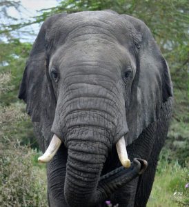 African Elephant