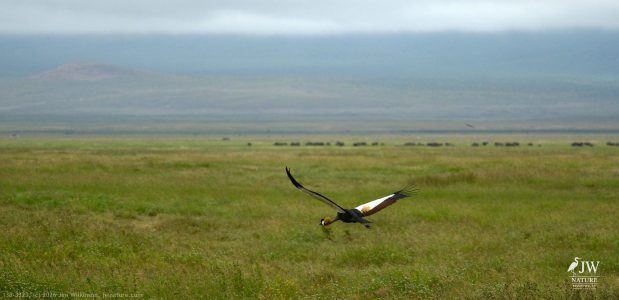 Gray Crowned-Crane