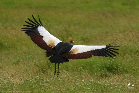 Gray Crowned-Crane