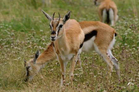 Thompson's Gazelle