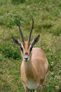 Thompson's Gazelle