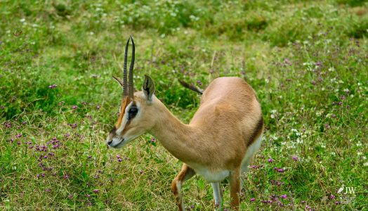 Thompson's Gazelle