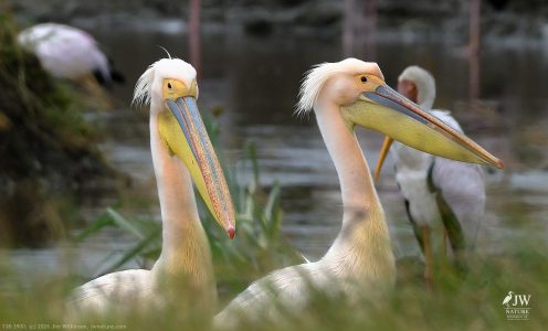 Great White Pelican, Yellow-billed Stork