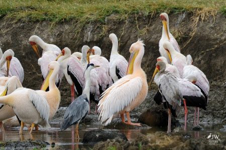 Great White Pelican, Yellow-billed Stork
