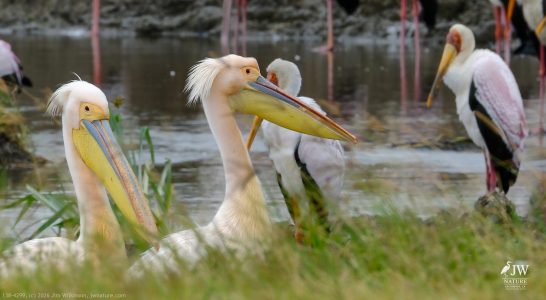 Great White Pelican, Yellow-billed Stork