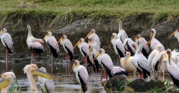 Great White Pelican, Yellow-billed Stork