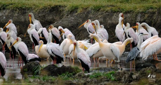Great White Pelican, Yellow-billed Stork