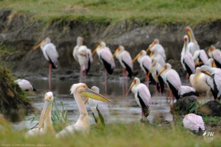 Great White Pelican, Yellow-billed Stork