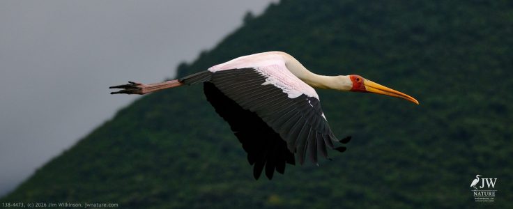 Yellow-billed Stork