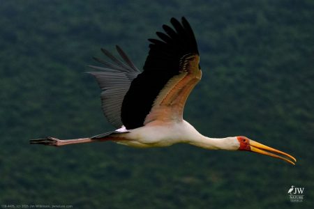 Yellow-billed Stork