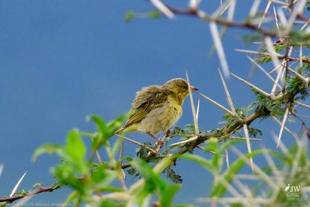 Vitelline Masked-Weaver