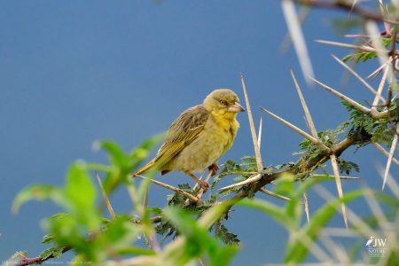 Vitelline Masked-Weaver