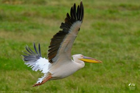 Great White Pelican