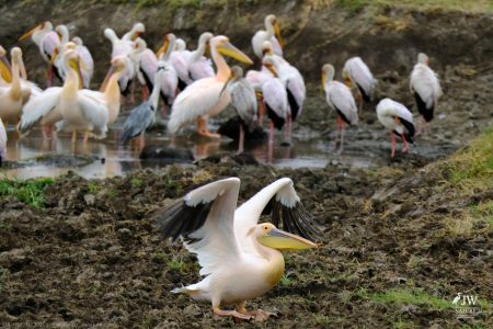Great White Pelican