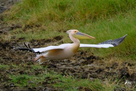 Great White Pelican