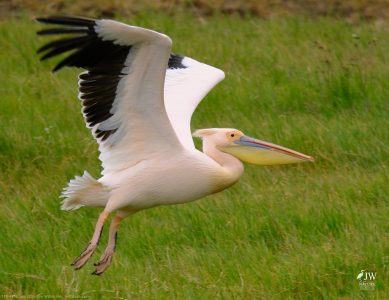 Great White Pelican