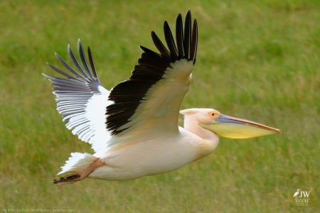 Great White Pelican