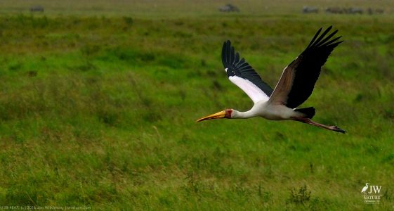 Yellow-billed Stork