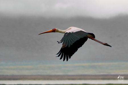 Yellow-billed Stork