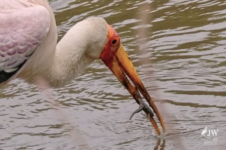 Yellow-billed Stork