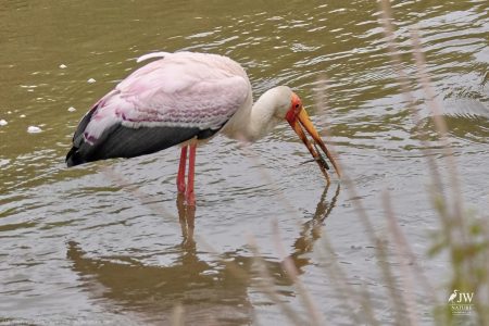 Yellow-billed Stork