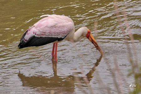 Yellow-billed Stork