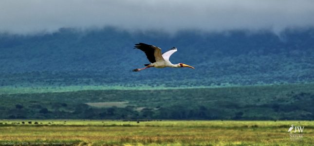 Yellow-billed Stork