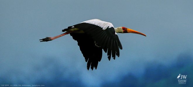 Yellow-billed Stork