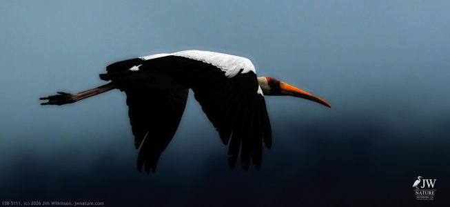 Yellow-billed Stork