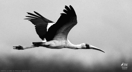 Yellow-billed Stork