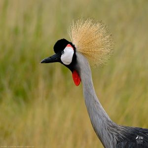 Gray Crowned-Crane