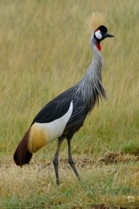 Gray Crowned-Crane