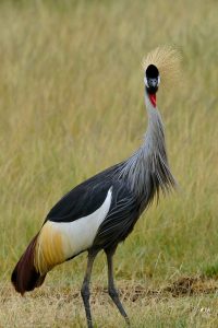 Gray Crowned-Crane