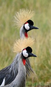 Gray Crowned-Crane
