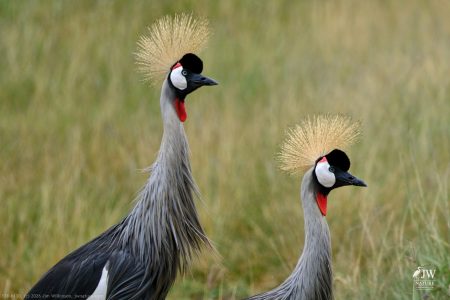Gray Crowned-Crane