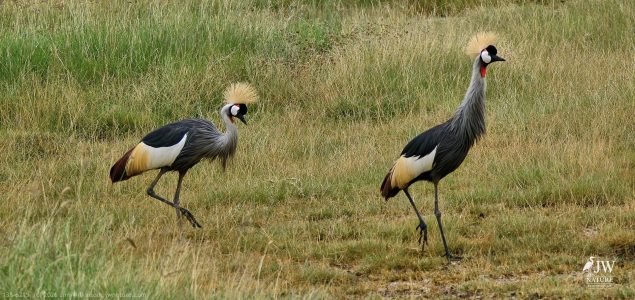 Gray Crowned-Crane