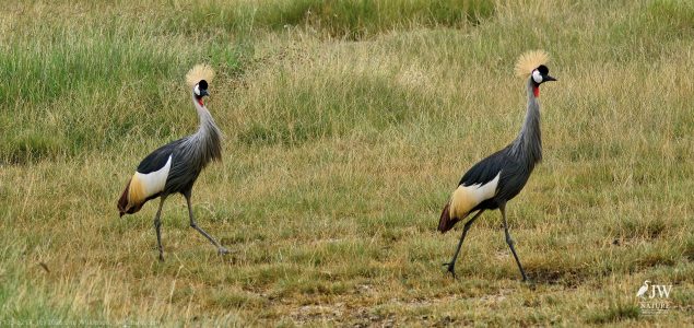 Gray Crowned-Crane