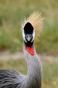 Gray Crowned-Crane