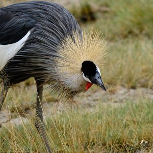 Gray Crowned-Crane