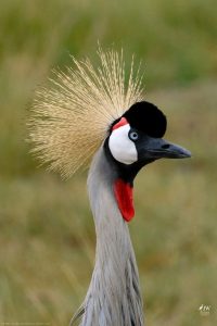 Gray Crowned-Crane