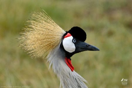 Gray Crowned-Crane