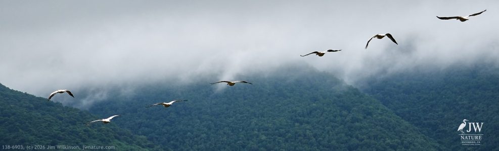 Great White Pelican