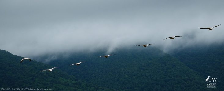 Great White Pelican