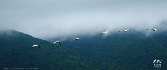 Great White Pelican