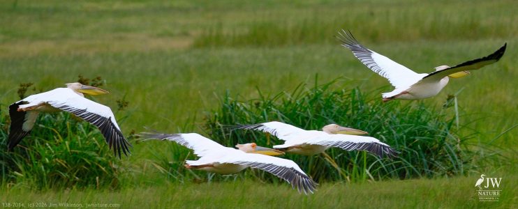 Great White Pelican