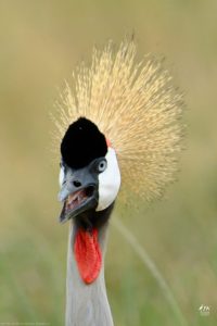 Gray Crowned-Crane