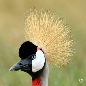 Gray Crowned-Crane