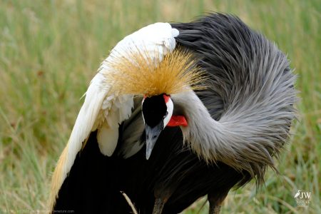 Gray Crowned-Crane