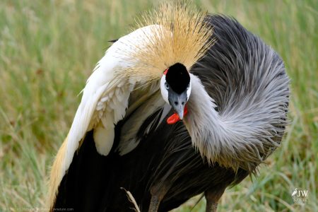 Gray Crowned-Crane