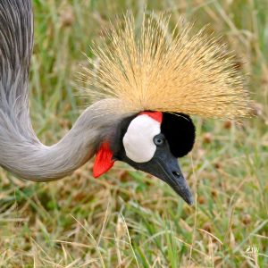 Gray Crowned-Crane